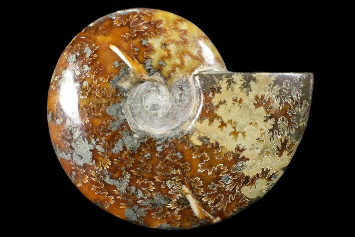 Polished, Agatized Ammonite (Cleoniceras) - Madagascar #88154